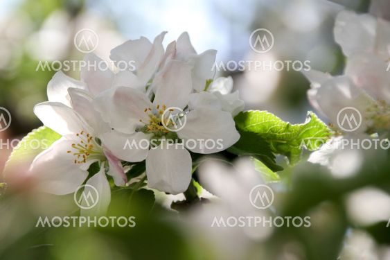 Almanacka 2020 Maj - Äppelblom Apple blossom - Silvertid