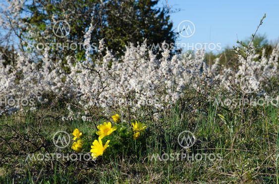 Springtime blossom