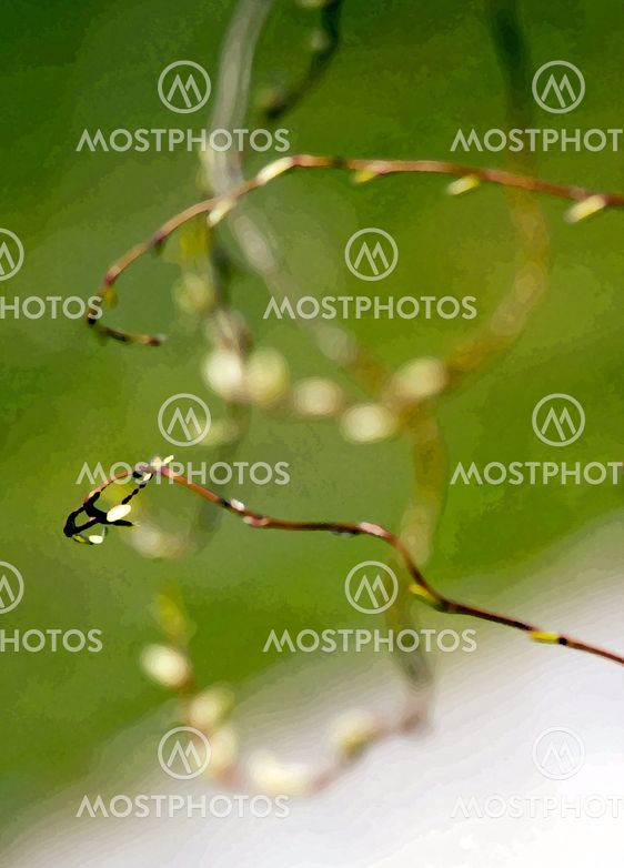 stalk of buds in the fuzziness, at the beginning of spring