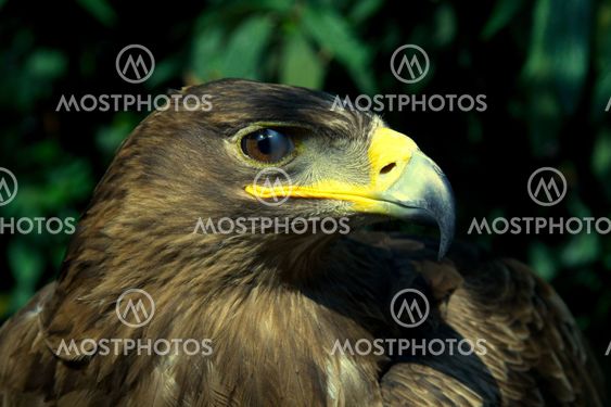 Golden eagle