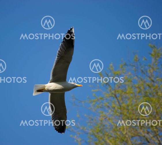 Lesser Black-backed gull