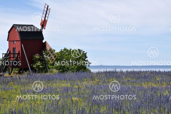 Blåelden blommar vid en väderkvarn i Äleklinta på Öland