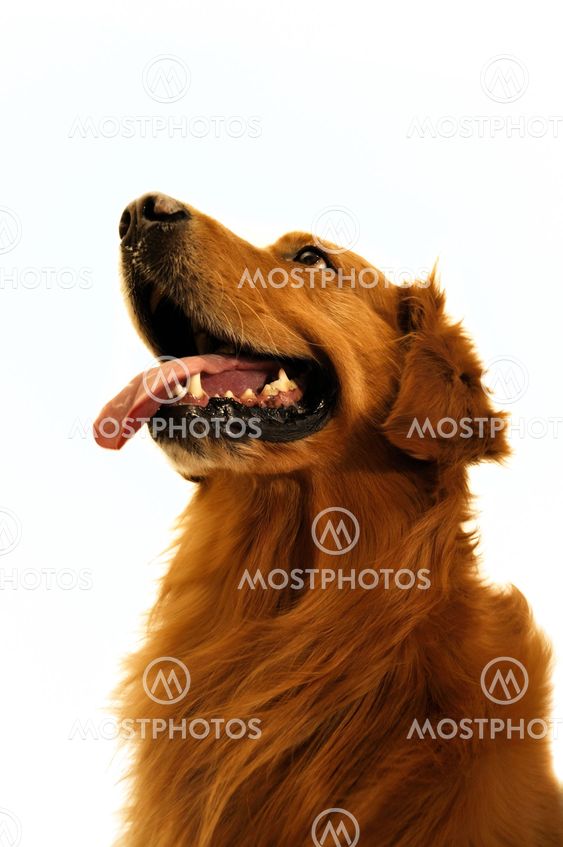 Golden retriever dog so cut (close up).