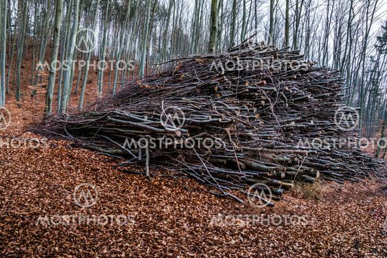 Pile of Wood