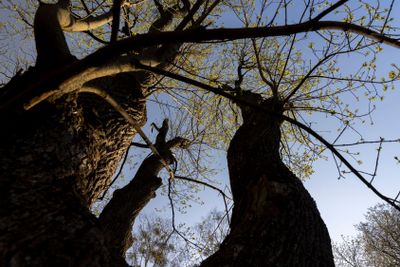 deciduous trees in the forest in the spring season