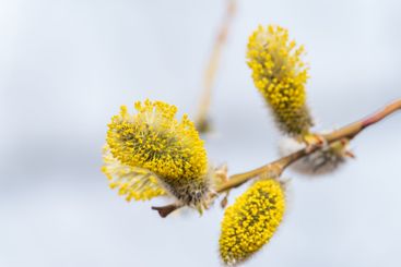 Nature awakes in spring. Blooming willow twigs and furry...