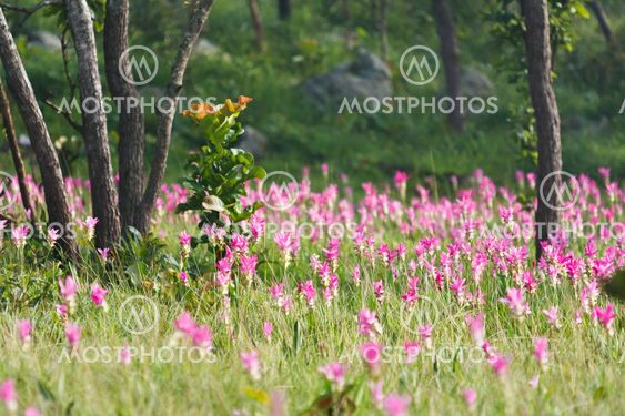 Pink field of Siam tulip