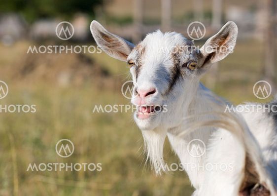 goat