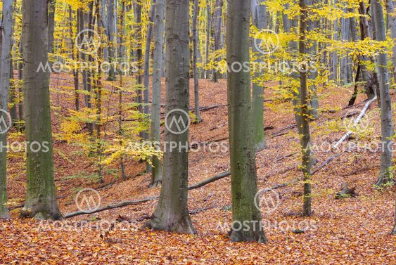 Beech forest in autumn
