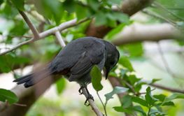 A Gray Catbird bird perched on a tree branch in summer...