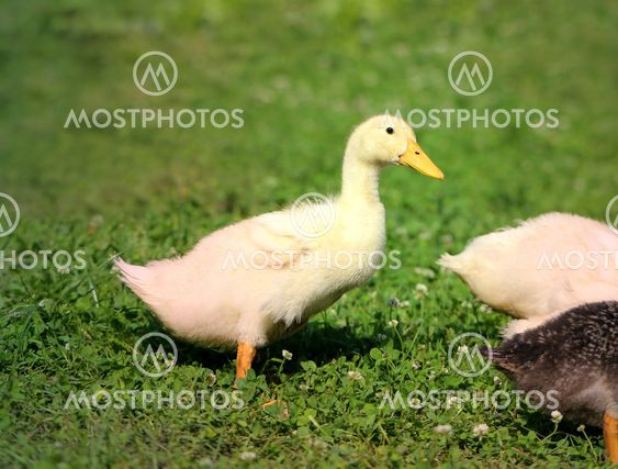 Beautiful ducks