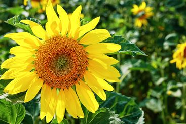 Field, nature and sunflower with petals for closeup,...