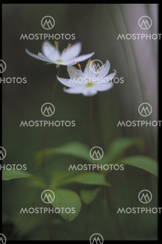 Skov Star
