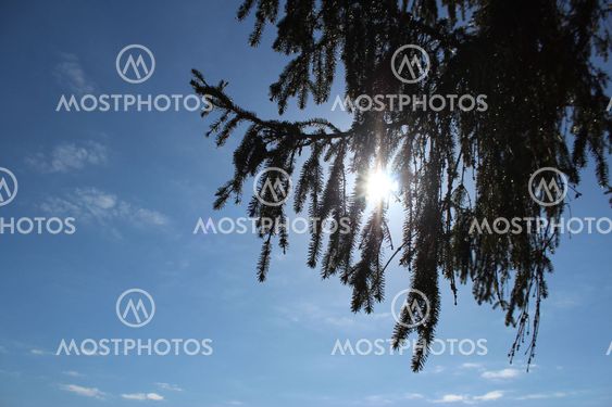fir branch, sky, clouds, blue sky, sun