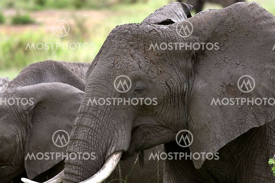 Elephant (Loxodonta africana)