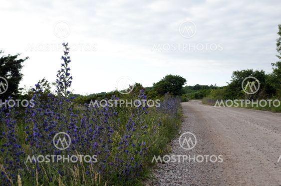 Blue flowers along roadside