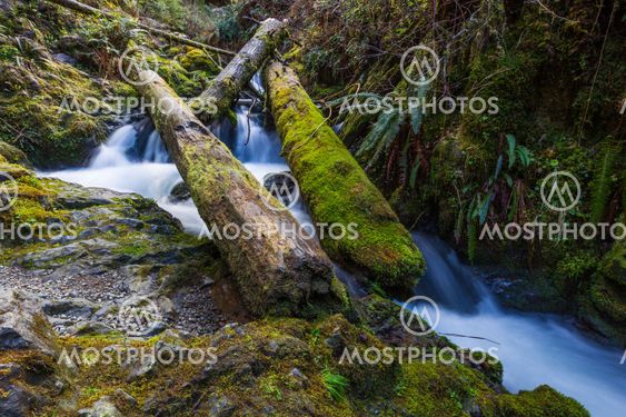 Waterfall Under Tree Fall