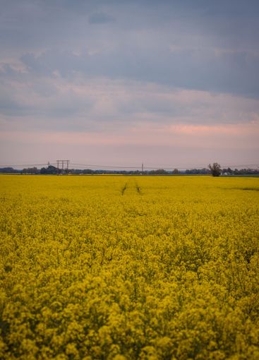 Yellow canola rapeseed flower field in Skåne Sweden...