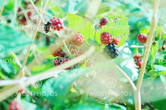 Blackberry