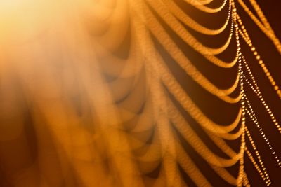 Water drops on a cobweb in the sunlight, yellow abstract...