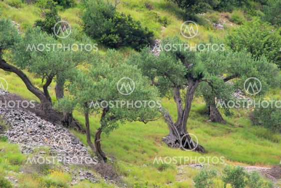 Olivenhain - olive grove 21
