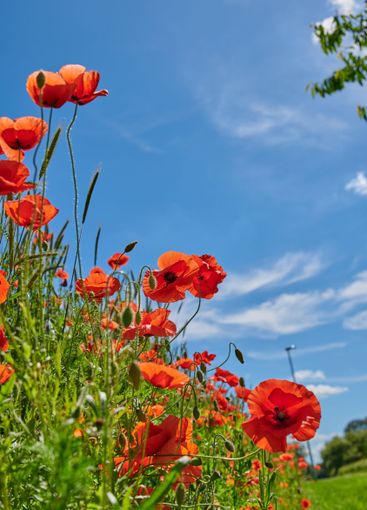 Countryside, sky and blossom of flowers, nature and...