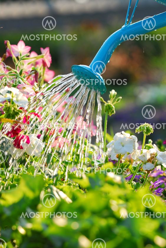 Watering flowers