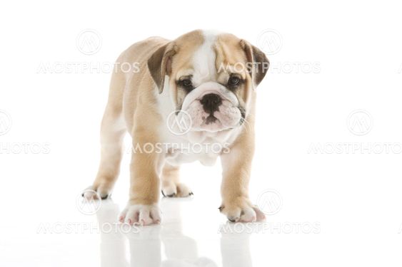 English bulldog puppy