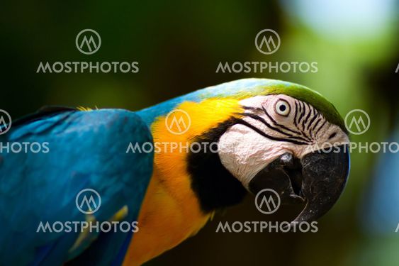 Colorful macaw parrot