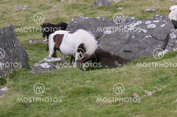 Dartmoor Pony rubbing against rock