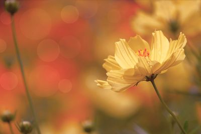 Cosmos flowers autumn summer blooming in the garden park...