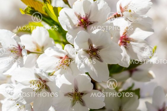 Vit körsbärsblomster