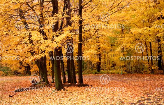 Autumn Landscape
