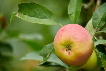Farming, apple or harvest in nature for growth or...