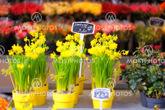 Beautiful flowers sold on outdoor flower shop