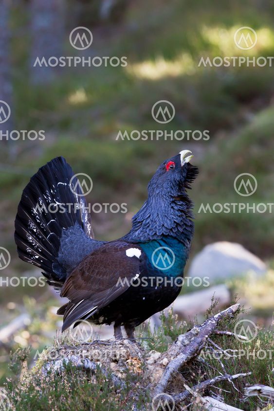 Capercaillie adult male displaying in Scottish highlands