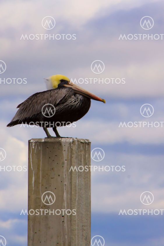 Pelican with Attitude