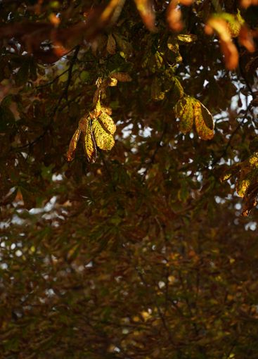 Yellow and brown chestnut leaves with natural light...