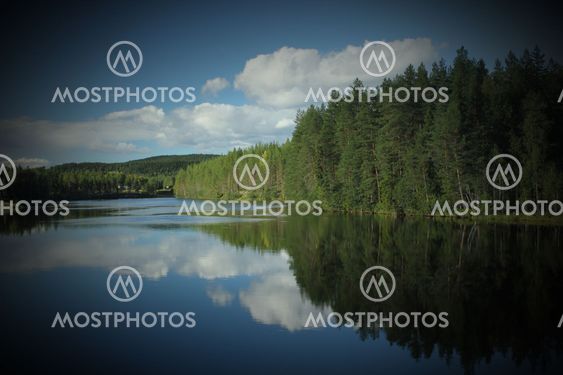 Reflections Of Forest