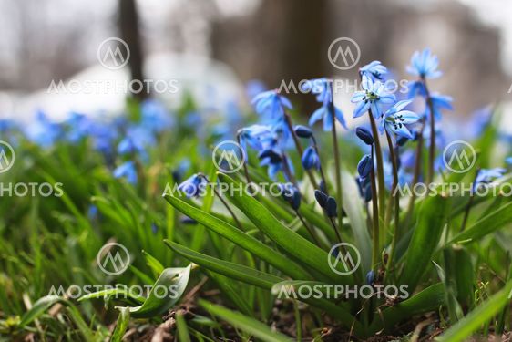 blue first flower in spring