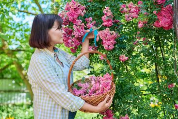 Woman caring for rose bush in garden on summer day