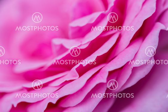 rose flower macro closeup