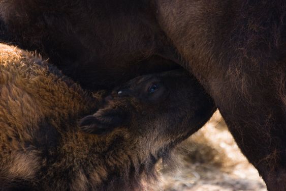 Female bisoncalf drinking milk with her mother