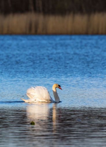 Mute swan swimming on the lake in the evening light