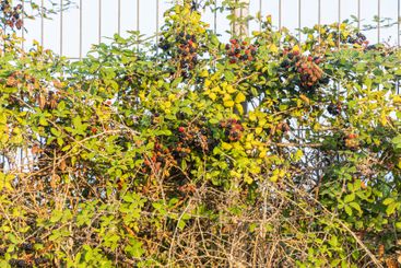 Twigs of group of red and black fresh ripe blackberry...