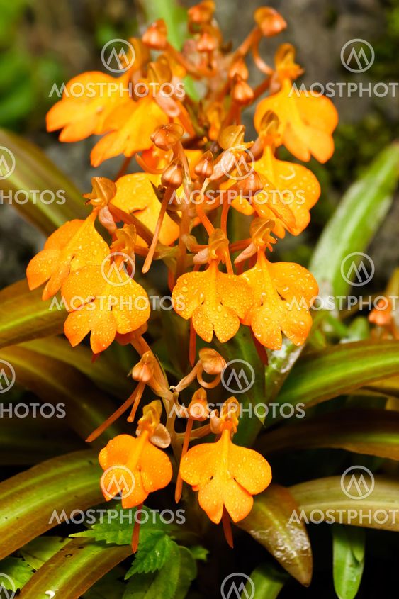 Yellow Snap Dragon Flower