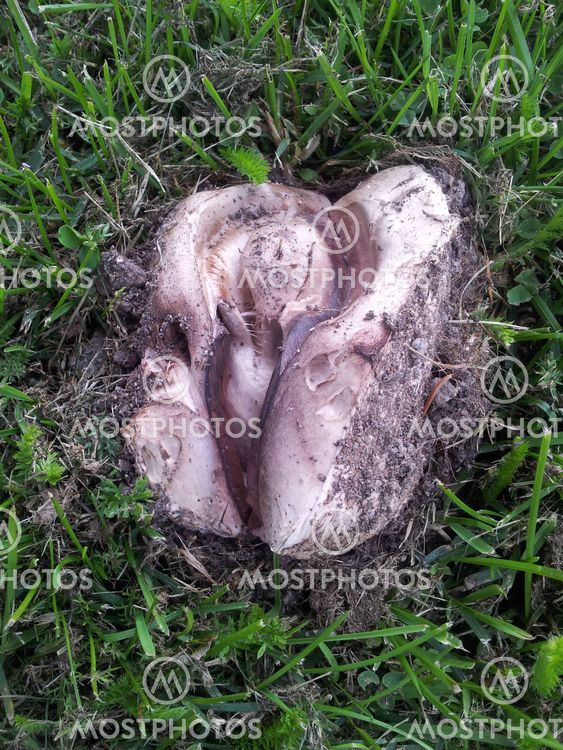 Lovely mushroom