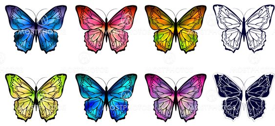 butterfly collection