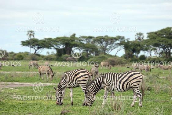 Zebra Botswana Africa savannah wild animal picture