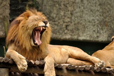 Roar of the lion king.